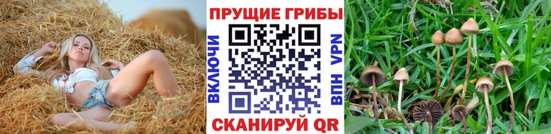 Псилоцибиновые грибы Magic Shrooms  Шумиха 